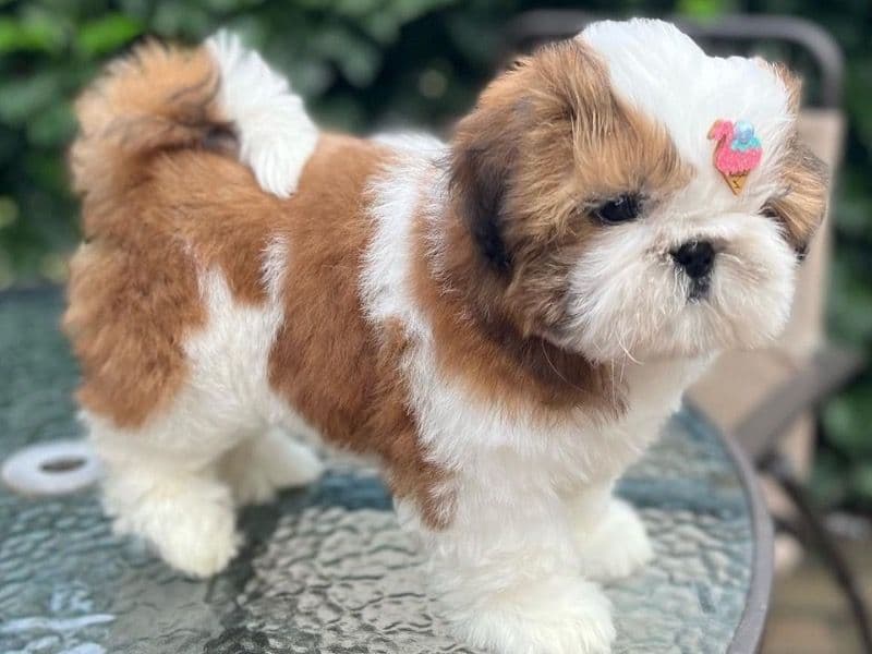Phina - Shih Tzu | Petmeetly