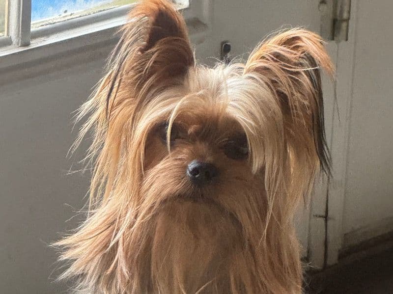 Teacup Yorkshire Terrier 4 years 2 months old male small named Copper for breeding in Choctaw County, Alabama | Petmeetly