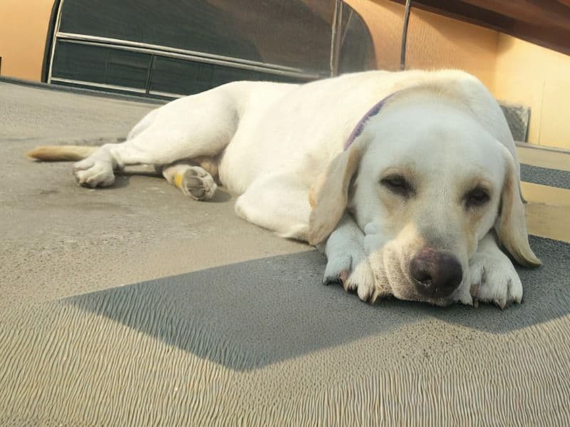 Labrador Retriever 2 years 10 months old male large named Max for breeding in Kumaon Division, Uttarakhand | Petmeetly