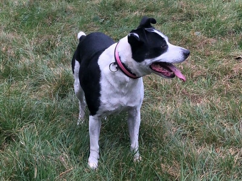 Staffordshire Bull Terrier 12 years 2 months old female medium named Jess for breeding in Hertfordshire, England | Petmeetly