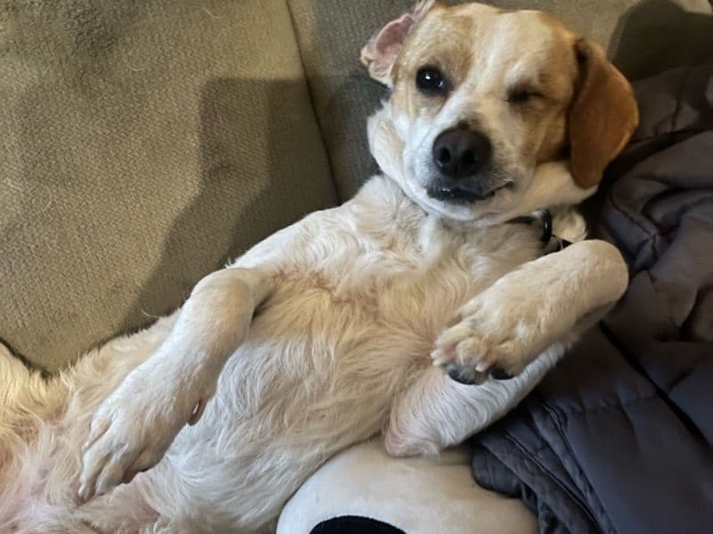 Jack Russell Terrier 3 years 9 months old male medium named Dennis for breeding in Stanislaus County, California | Petmeetly