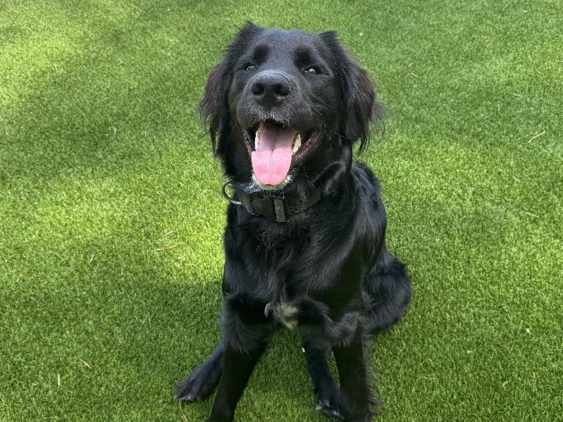 Goldador 1 year 2 months old male large named Maverick for breeding in Virginia Beach, Virginia | Petmeetly