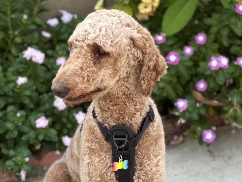 Standard Poodle 1 year 11 months old male large named Louis for breeding in Riverside County, California | Petmeetly