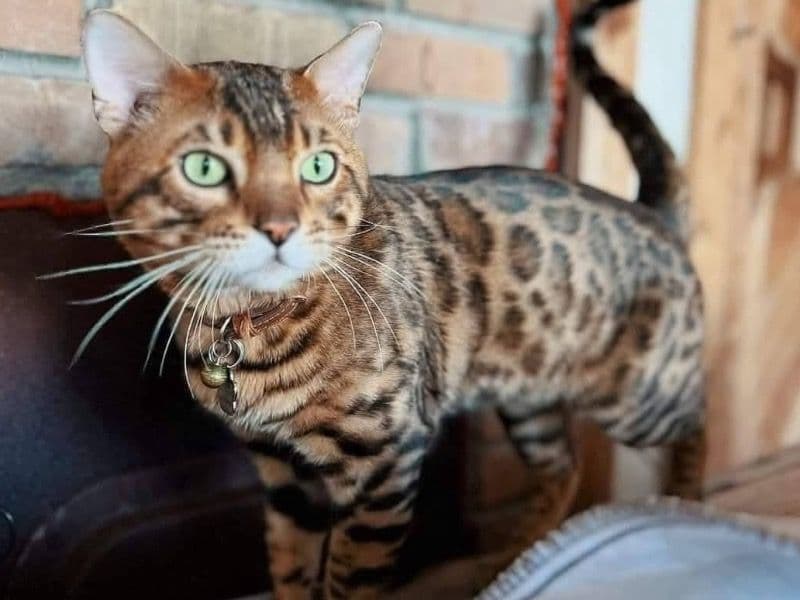 Bengal 5 years old male named Buzz for breeding in Oswego County, New York | Petmeetly