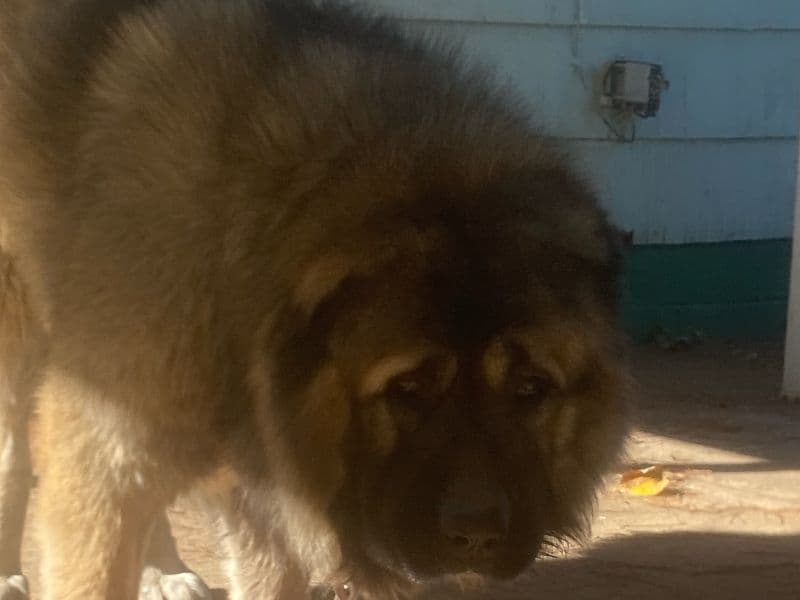 Caucasian Shepherd Dog 5 years old male extra large named King for breeding in Monroe County, New York | Petmeetly