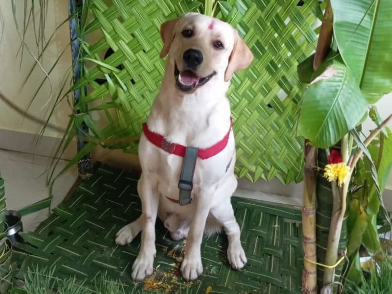 Labrador Retriever 2 years 2 months old male large named Luffy for breeding in Bangalore Division, Karnataka | Petmeetly
