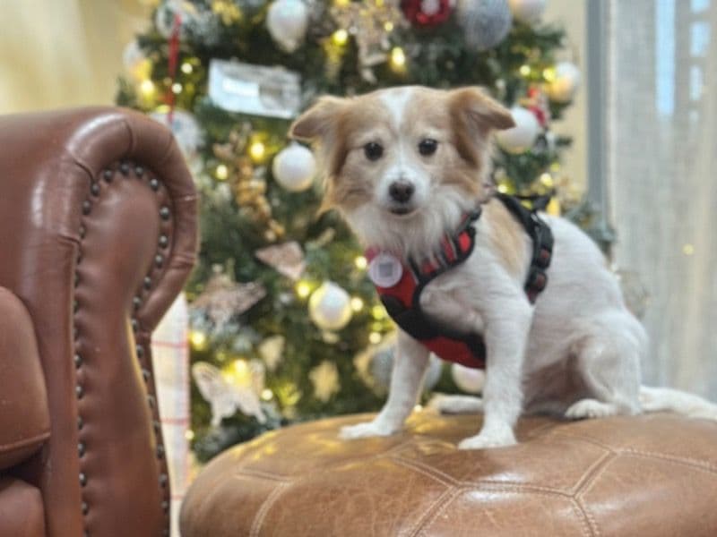 Long hair Chihuahua 9 years 2 months old male small named Bolt for breeding in Martin County, Florida | Petmeetly