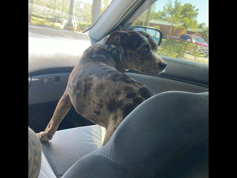 American PitBull Terrier 3 years 4 months old male large named Lotto for breeding in Osceola County, Florida | Petmeetly