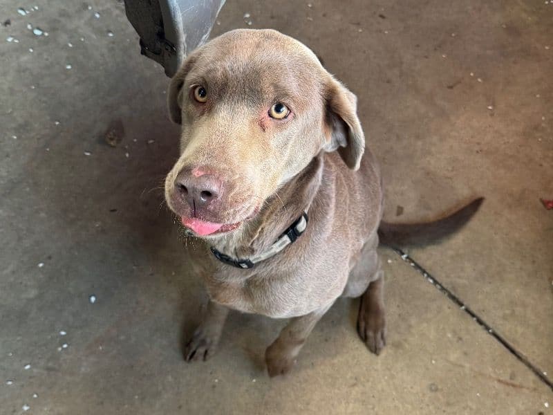 Silver Labrador 3 years old female large named Smokey for breeding in Nobles County, Minnesota | Petmeetly