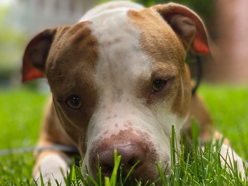 American Staffordshire Terrier 5 years 5 months old male medium named Bone for breeding in Kings County, New York | Petmeetly