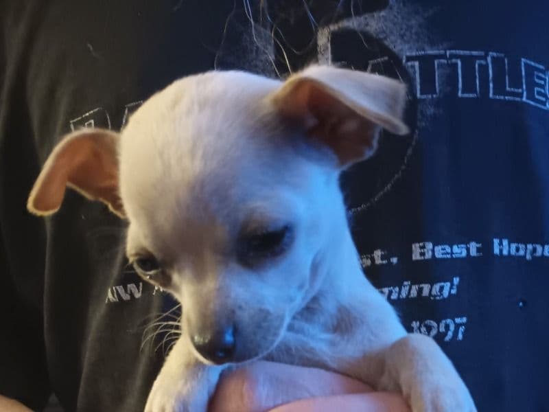 Chihuahua 2 months old female small named Girly for sale in Washington County, Arkansas | Petmeetly