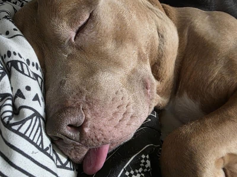 Rednose Pitbull Terrier 9 years 4 months old male large named Brooklyn for breeding in Thurston County, Washington | Petmeetly