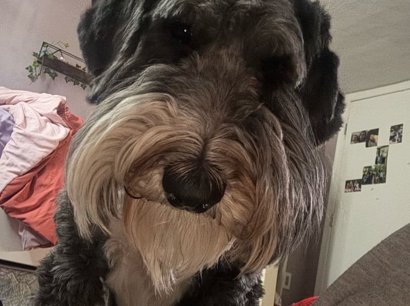 Aussiedoodle 4 years 5 months old female medium named Bella for breeding in Virginia | Petmeetly