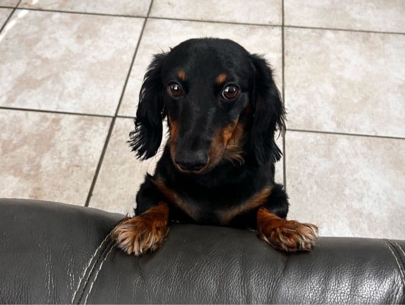 Dachshund 3 years old male small named Teddy for breeding in Manatee County, Florida | Petmeetly