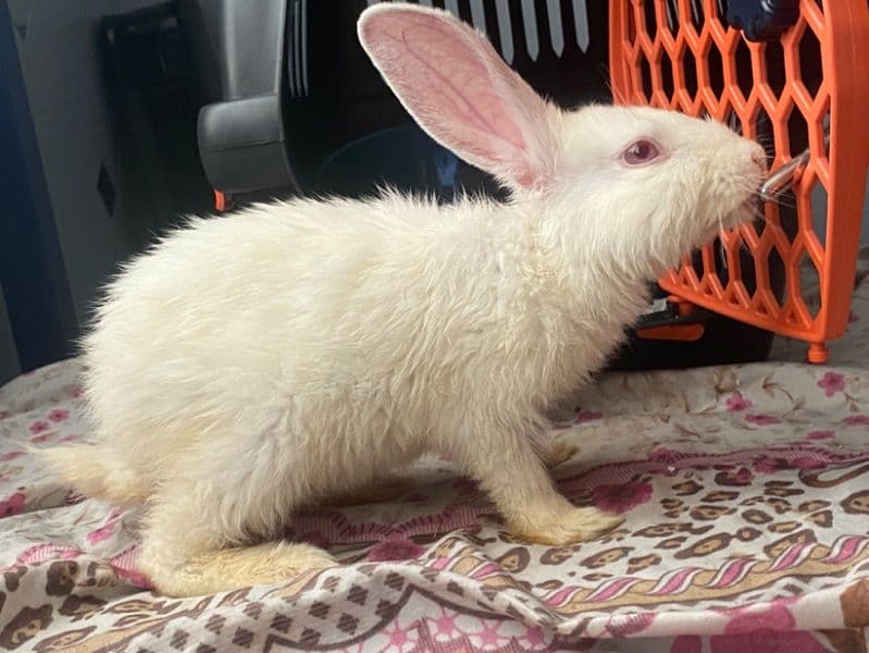 Bugs - American | Petmeetly