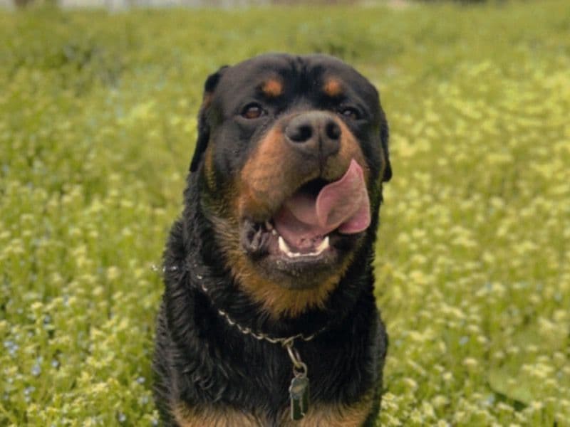 German Rottweiler 5 years 6 months old male extra large named Axel for breeding in Frederick County, Maryland | Petmeetly
