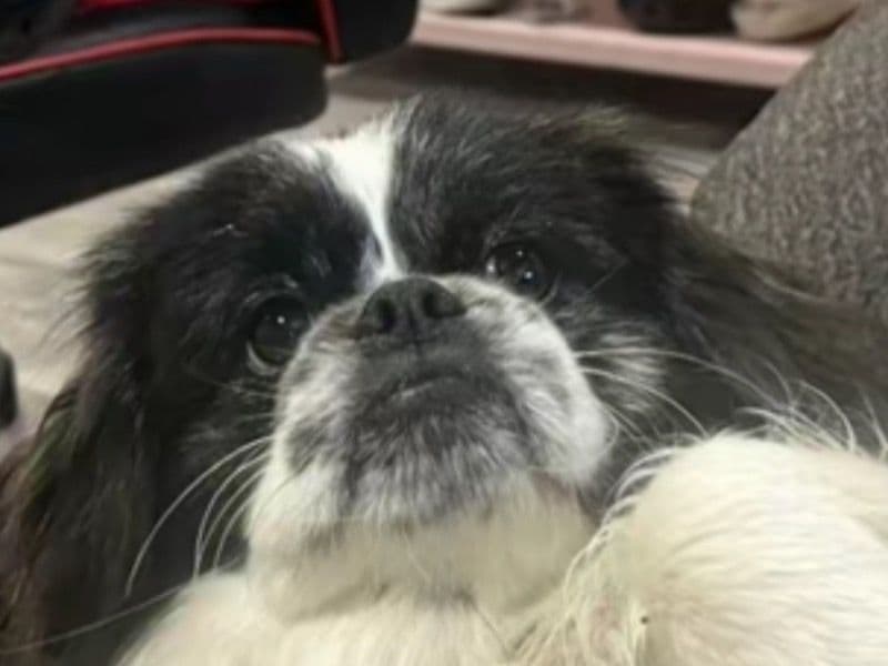 Maltese Shih Tzu 1 year 5 months old male small named Bruno for breeding in Fresno County, California | Petmeetly