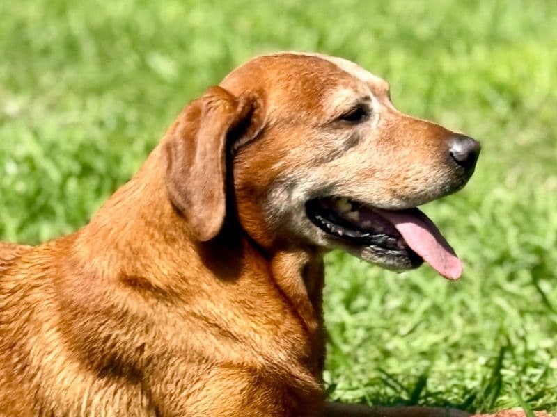 Fox Red Labrador 12 years 6 months old male large named Tucker for breeding in Brazoria County, Texas | Petmeetly