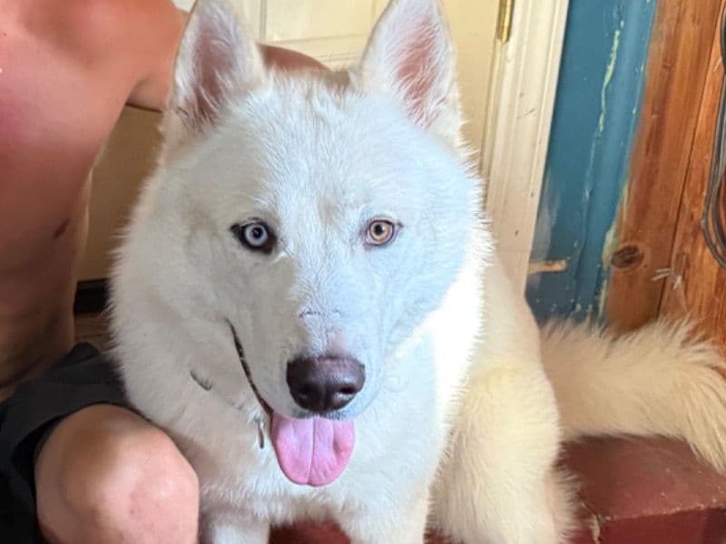 Denali primary photo