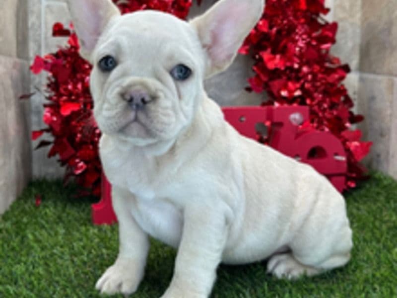 French Bulldog Less than 1 month old male medium named Diva for sale in Harris County, Texas | Petmeetly