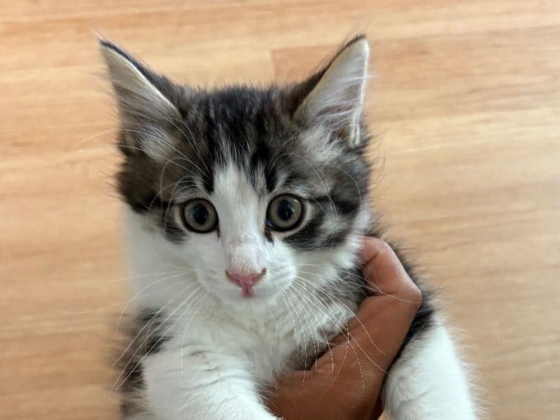 Norwegian Forest Cat 7 months old female named Lilo for sale in Alameda County, California | Petmeetly