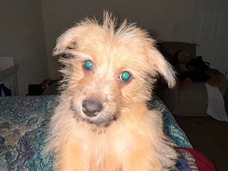 Pomapoo 4 months old female small named Bella for sale in Lynchburg, Virginia | Petmeetly