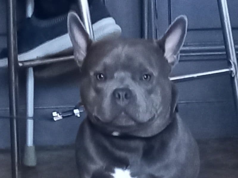 American Bulldog 1 year 6 months old male medium named Blue for breeding in Brighton and Hove, England | Petmeetly