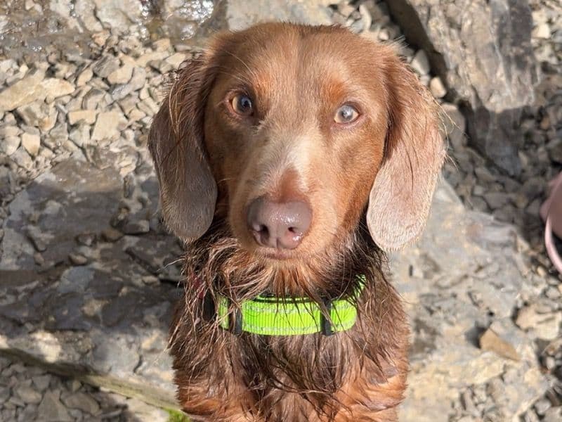 Dachshund 2 years 5 months old male small named Rocco for breeding in Merseyside, England | Petmeetly