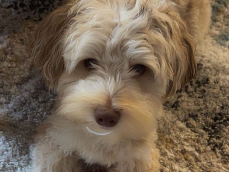 Yorkipoo 1 year 4 months old male small named Louie for breeding in Washtenaw County, Michigan | Petmeetly