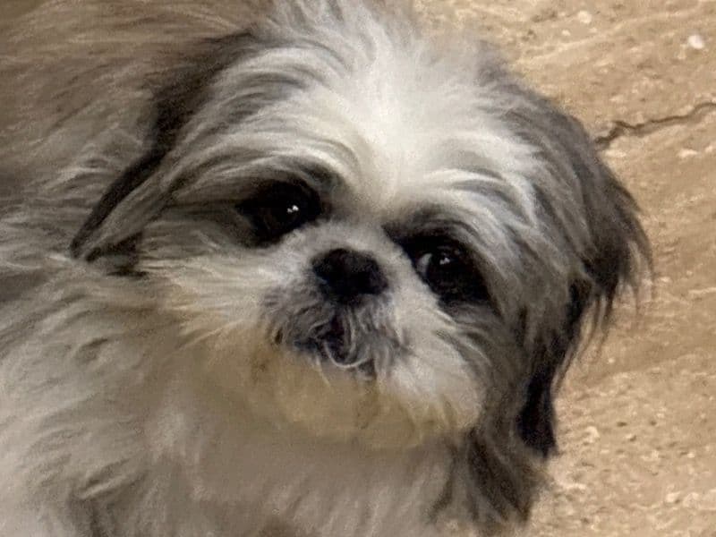 Lhasa Apso 3 years 11 months old male medium named Tod for breeding in Meerut Division, Uttar Pradesh | Petmeetly