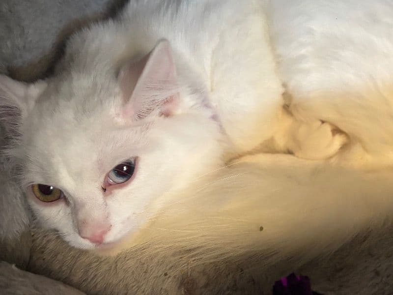 Munchkin 6 months old male named Snow for sale in Charlotte County, Florida | Petmeetly