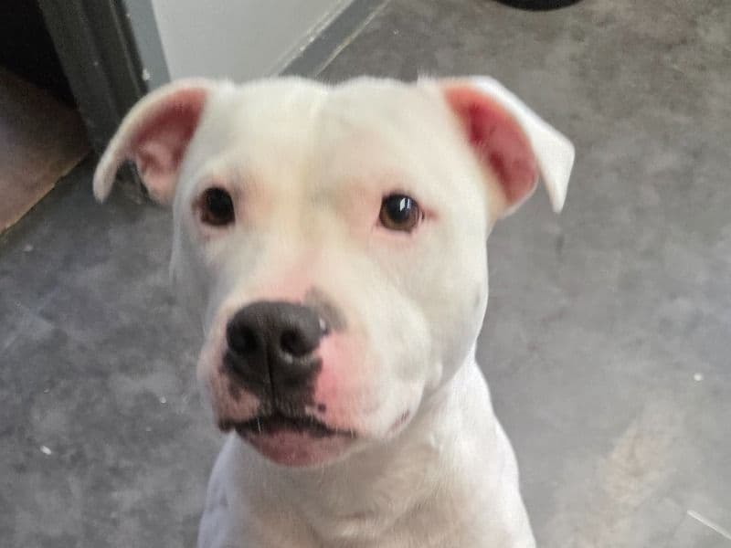 Staffordshire Bull Terrier 2 years 7 months old female medium named Bb for breeding in Greater London, England | Petmeetly