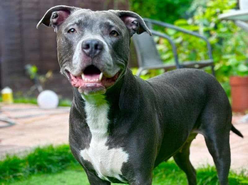 Staffordshire Bull Terrier 5 years 4 months old female medium named Xena for breeding in West Midlands, England | Petmeetly