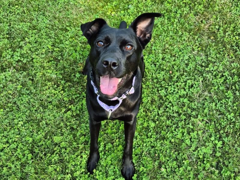 Pit Bull Terrier 2 years 6 months old female medium named Lilly for adoption in Albany County, New York | Petmeetly