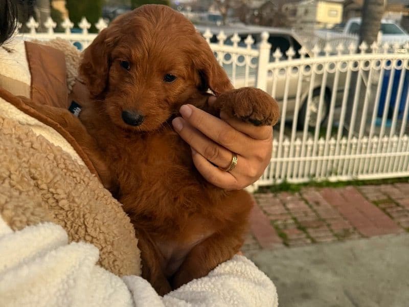 Goldendoodle 2 months old female small named Cami for sale in Kings County, California | Petmeetly