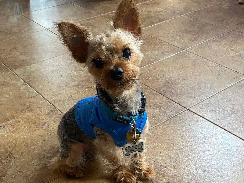 Teacup Yorkshire Terrier 2 years 5 months old male small named Gizmo for breeding in Kings County, New York | Petmeetly