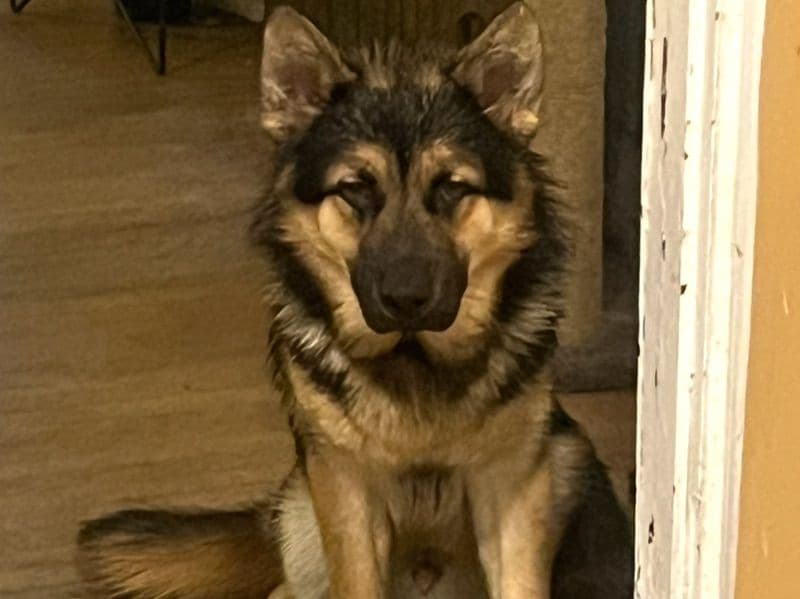 German Shepherd 10 months old male medium named Benson for sale in Philadelphia County, Pennsylvania | Petmeetly