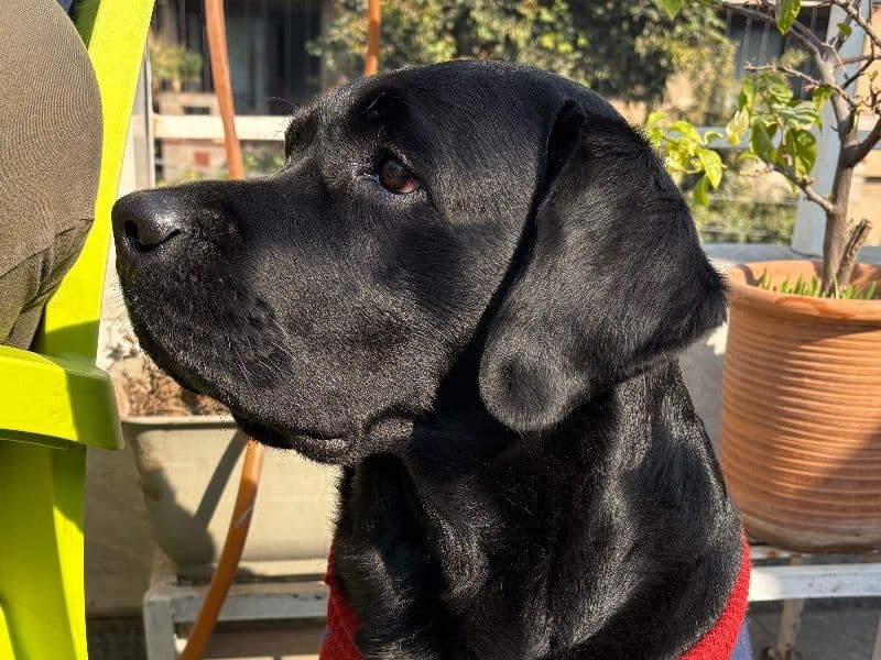 English Labrador Retriever 5 years 7 months old male medium named Joy for breeding in New Delhi, Delhi | Petmeetly