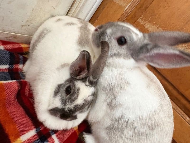Silas And Iris - Mini Rex | Petmeetly