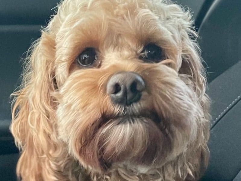 Cockapoo 2 years 9 months old female small named Bella for breeding in King County, Washington | Petmeetly