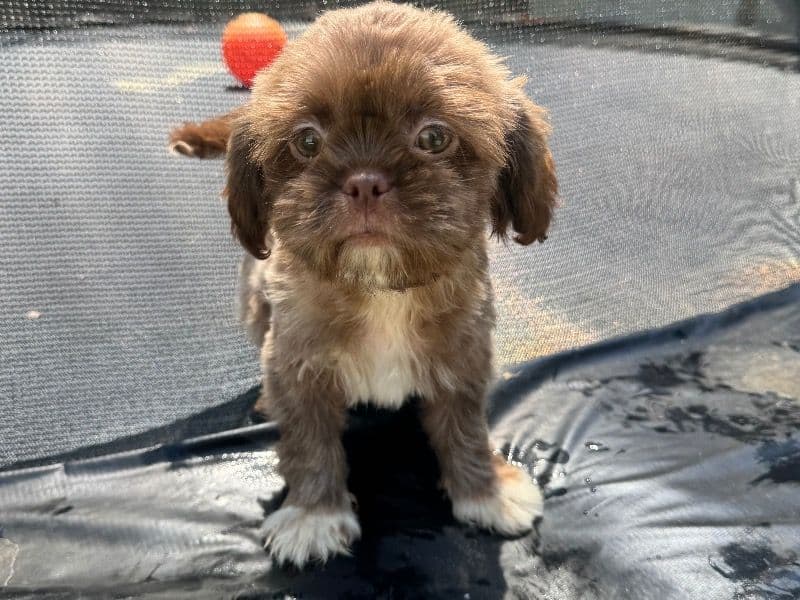 Shih Tzu 10 months old female small named Bella for sale in Lugoff, South Carolina | Petmeetly