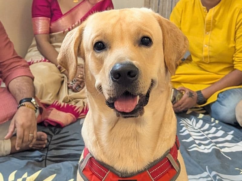 English Labrador Retriever 1 year 10 months old male medium named Blue for breeding in Presidency Division, West Bengal | Petmeetly
