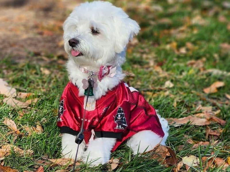 Maltipoo 2 years 5 months old female small named Suki for breeding in Fairfax County, Virginia | Petmeetly