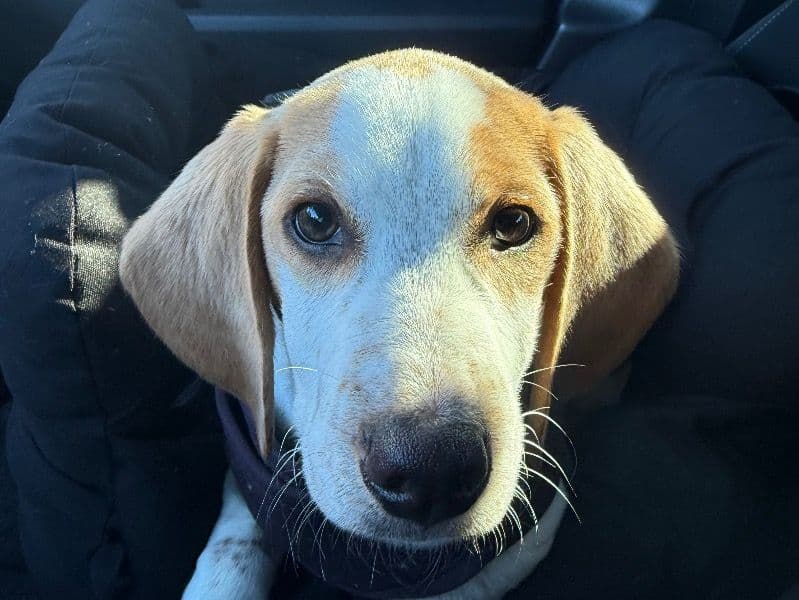 Beagle 4 months old male small named Graham for sale in Multnomah County, Oregon | Petmeetly