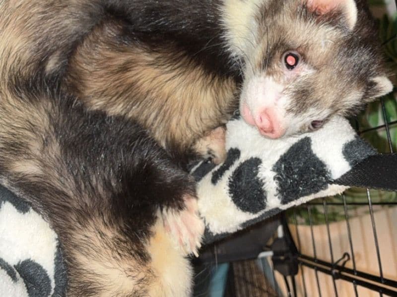 Ferret 1 year old male named Milo for sale in Saginaw County, Michigan | Petmeetly