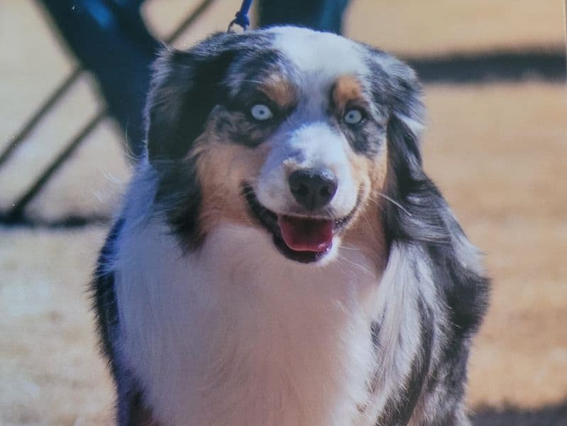 Miniature American Shepherd 2 years 4 months old male medium named Pirate for breeding in Cochise County, Arizona | Petmeetly