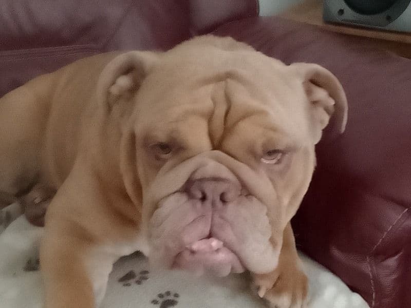 Old English Bulldog 4 years 7 months old female medium named Lola for breeding in Greater Manchester, England | Petmeetly