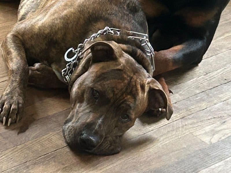 American PitBull Terrier 1 year 9 months old male medium named Leo for breeding in Montcalm County, Michigan | Petmeetly