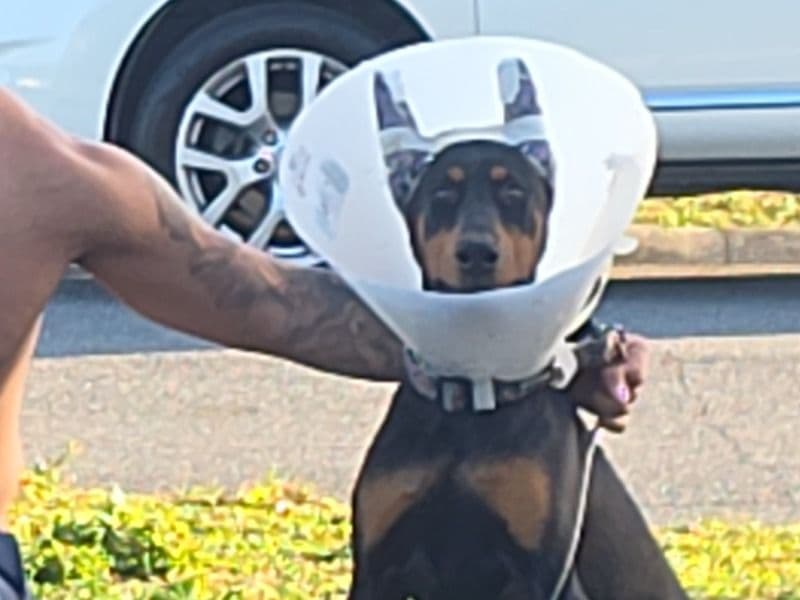 Doberman 7 months old female large named Myla for sale in Osceola County, Florida | Petmeetly