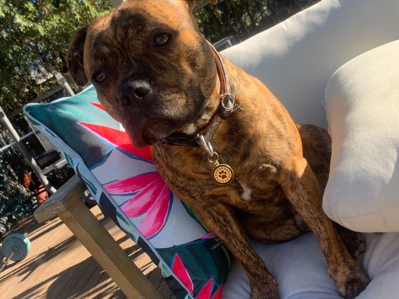 Staffordshire Bull Terrier 1 year 6 months old male medium named Falcon for breeding in Yarra Ranges Shire, Victoria | Petmeetly